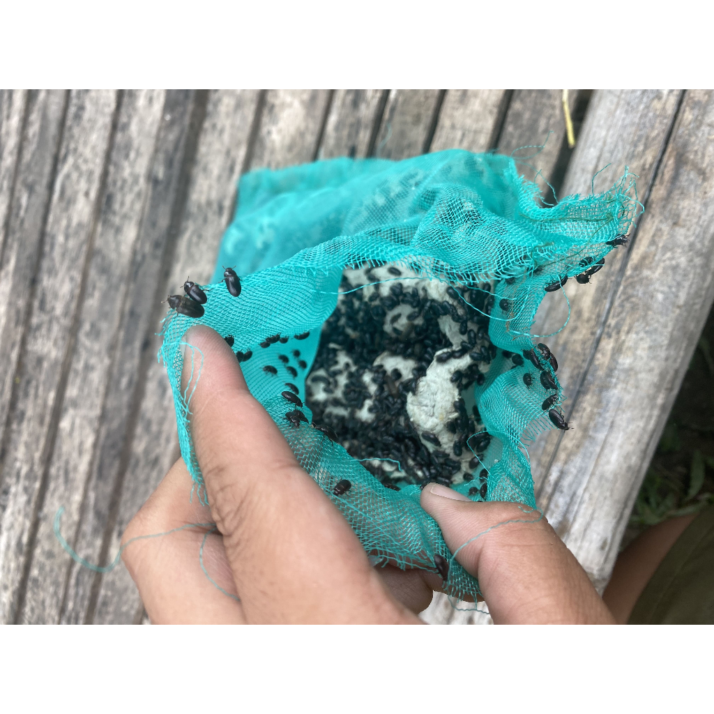 [TERMURAH] BELI 3 GRATIS 1/2 GELAS Kepik bibit ulat kandang Super siap produksi Fresh dari kandang a