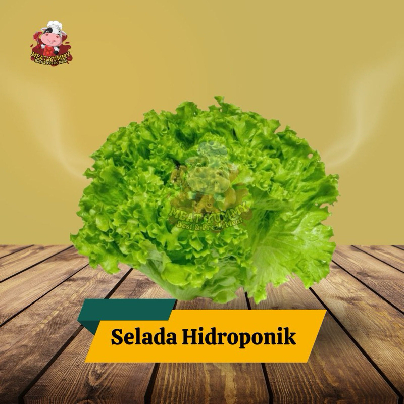 Selada Hidroponik / Selada Air Fresh