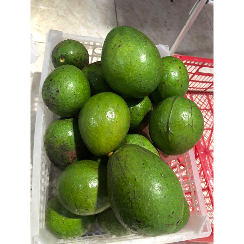 

ALPUKAT SUPER | ALPUKAT PREMIUM JUMBO