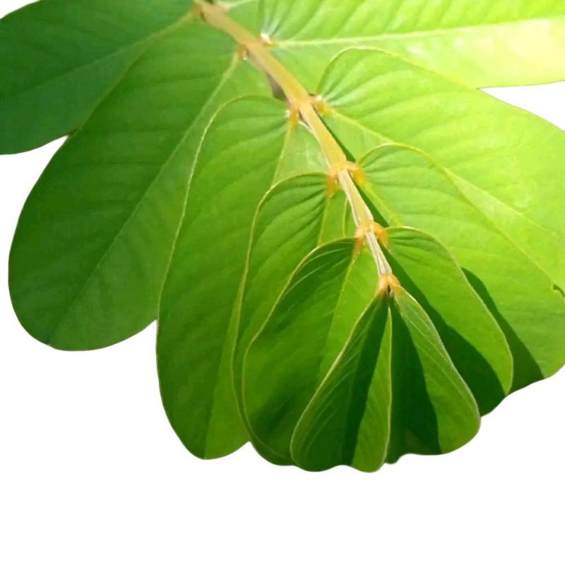 

Daun Ketepeng Cina segar Per 11 Lembar/Obat Kulit Alami