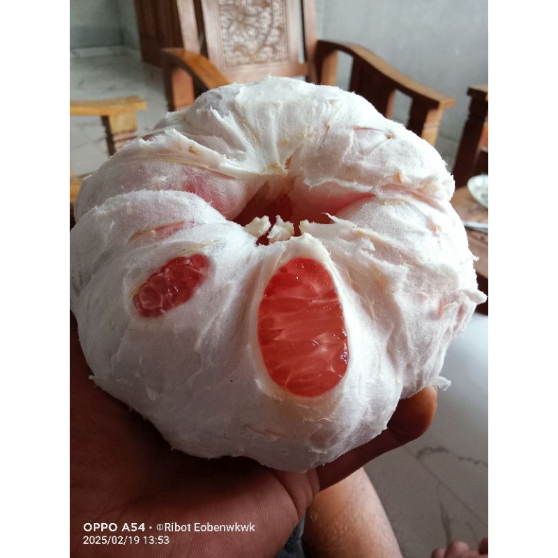 

Jeruk Pamelo Madu berat 1,1kg-1,3kg