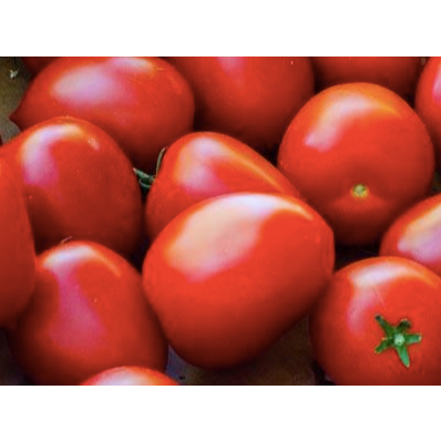 

Tomat Merah Segar Medan Daily Market