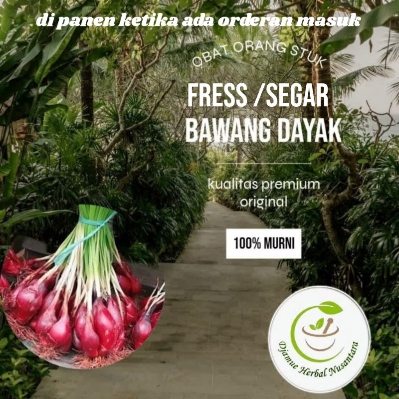 

obat strok dan kolesterol bawang Dayak segar di panen ketika ada orderan masuk (Eleutherine bulbosa) obat tradisional