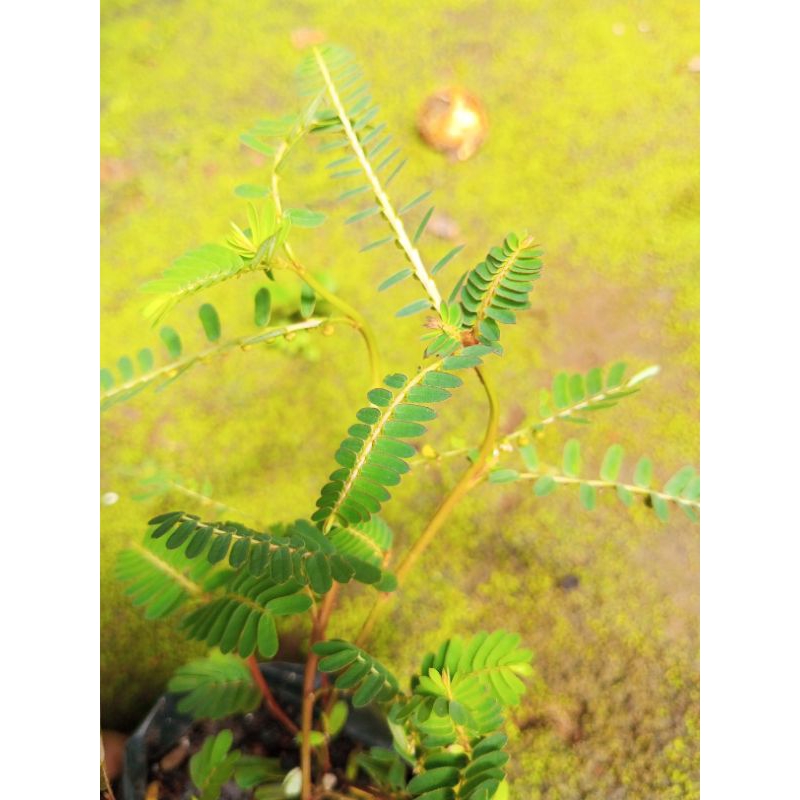 

meniran merah herbal