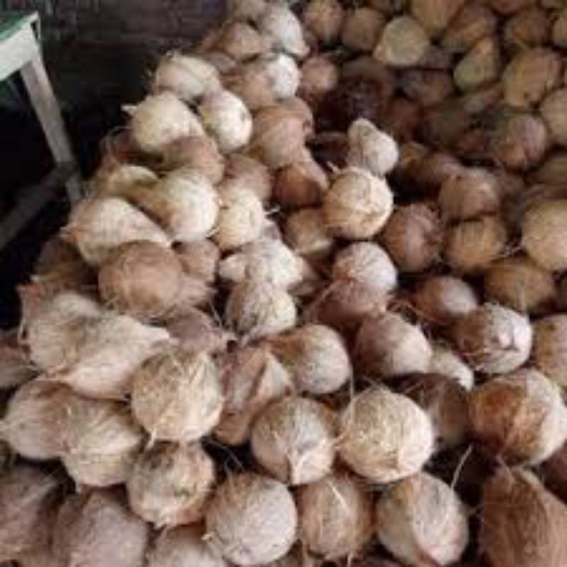 

kelapa santan / nyiur pathe