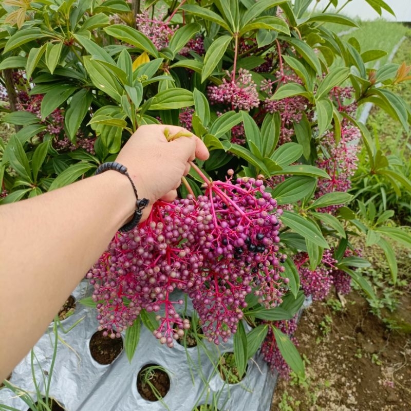 

500 Gram Buah Parijoto Segar Buah Promil Siap Konsumsi