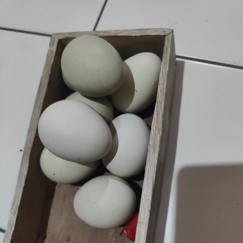 

Telur ayam Birma utk kesehatan anti kanker(non fertil)