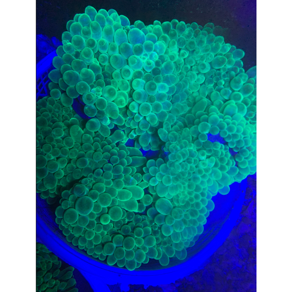 Anemon Jagung Hijau / Green Bubble Tip