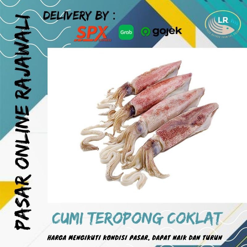 

Cumi teropong coklat