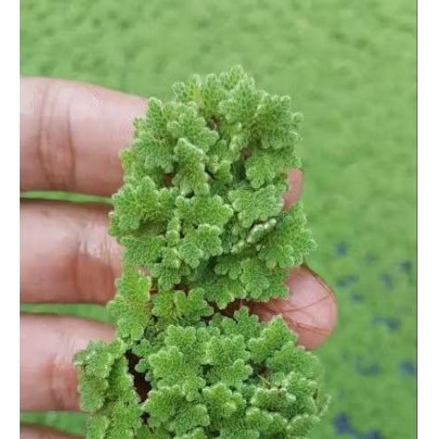 

Bibit Azolla murah bersih 1kg pakan ikan, unggas, ternak