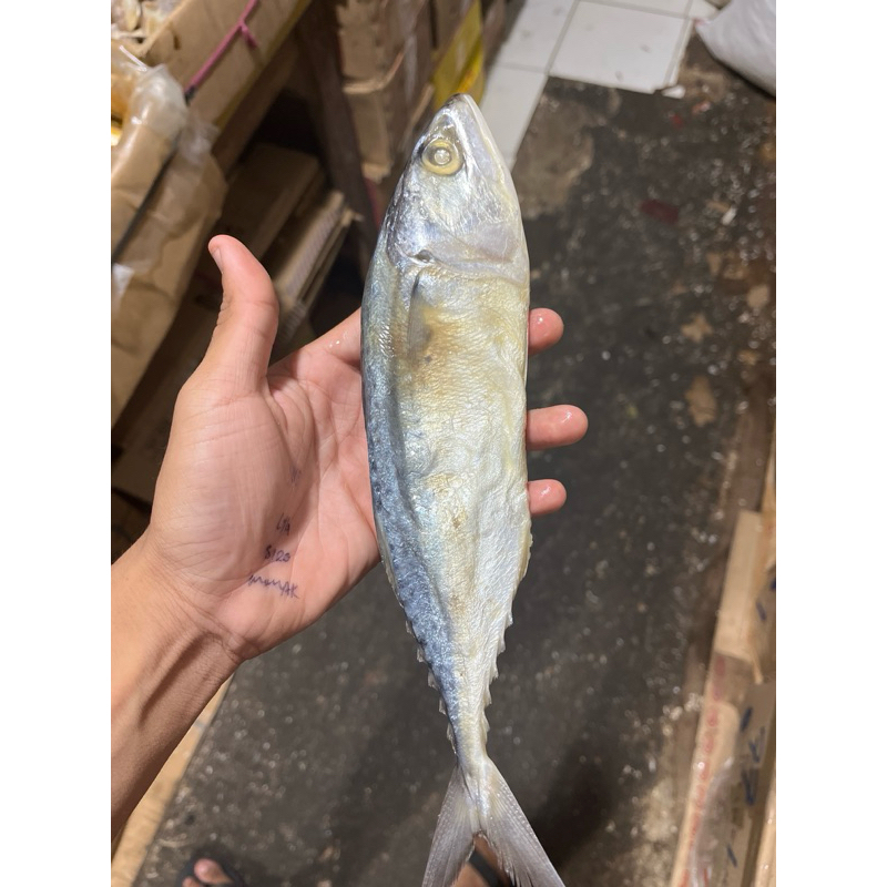 

Peda Putih Jumboo // tersedia berat 250gr-1kg