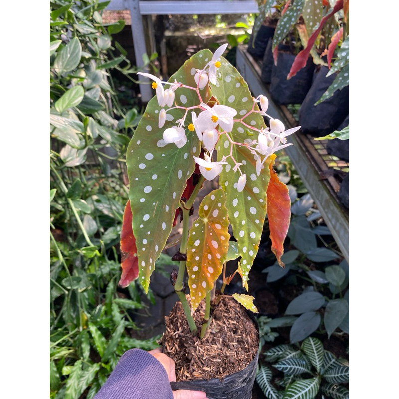 Begonia mocca - begonia polkadot - tanaman hias - tanaman murah