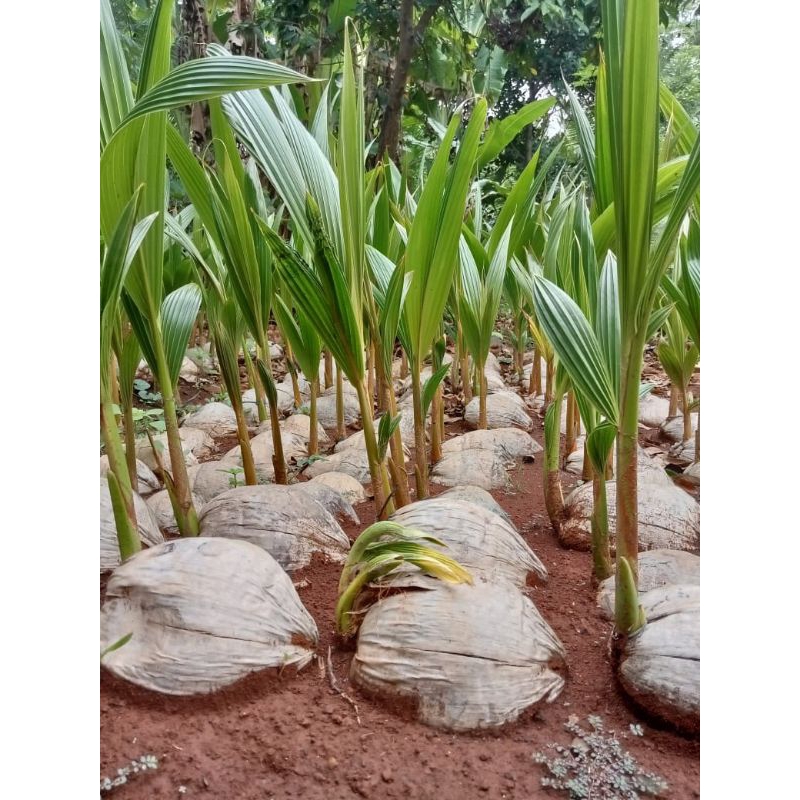 

bibit kelapa kopyor
