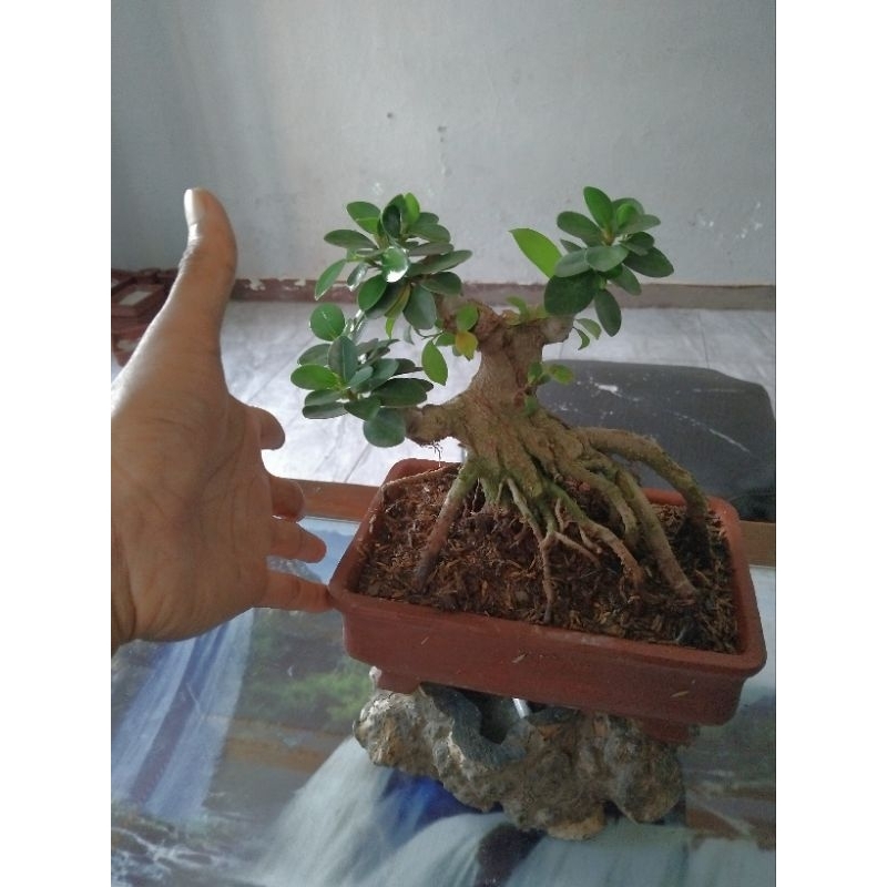 bonsai dolar micro