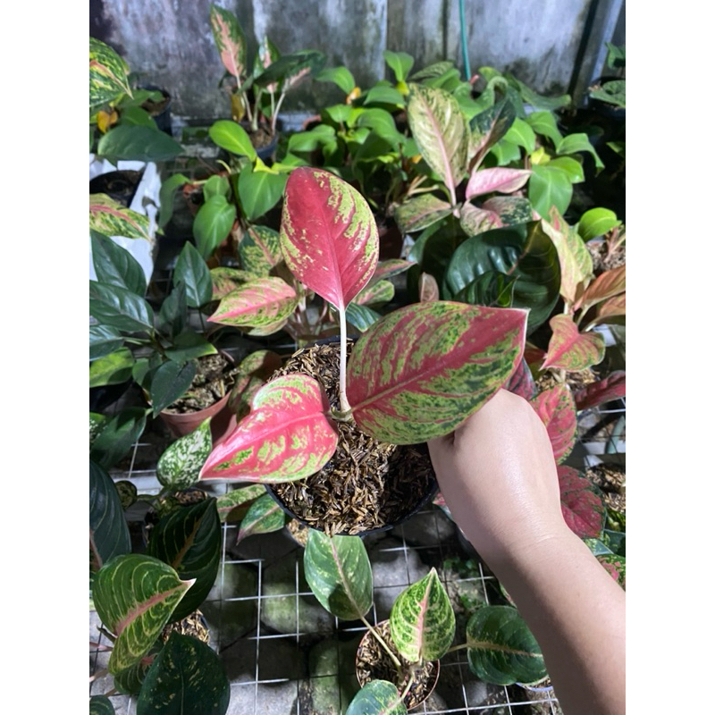 AGLAONEMA RED REGENCY