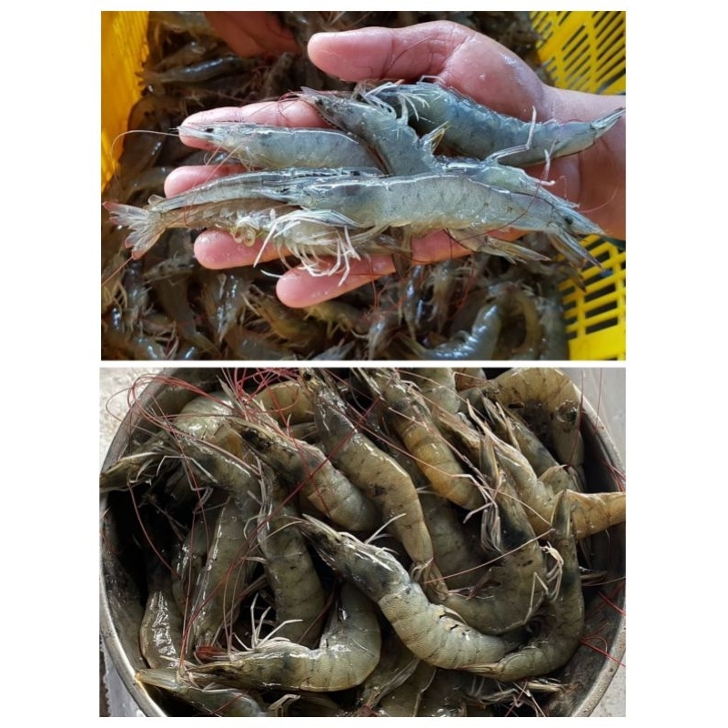 

Udang Vaname Ukuran 25 Fresh Berat 250 Gr