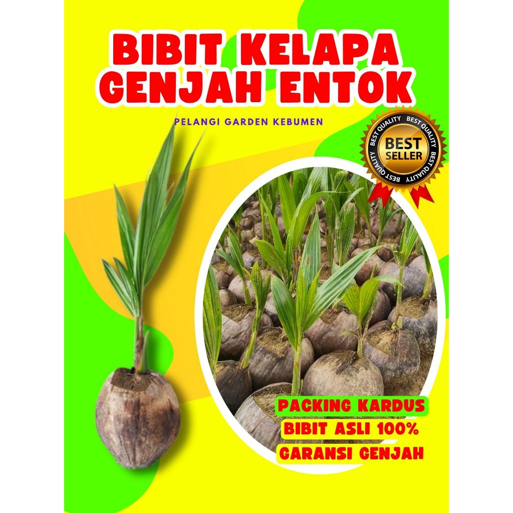 3 TAHUN BUAH..  Bibit Kelapa Entok, Bibit Kelapa Entok Genjah, Bibit Kelapa Entok Super