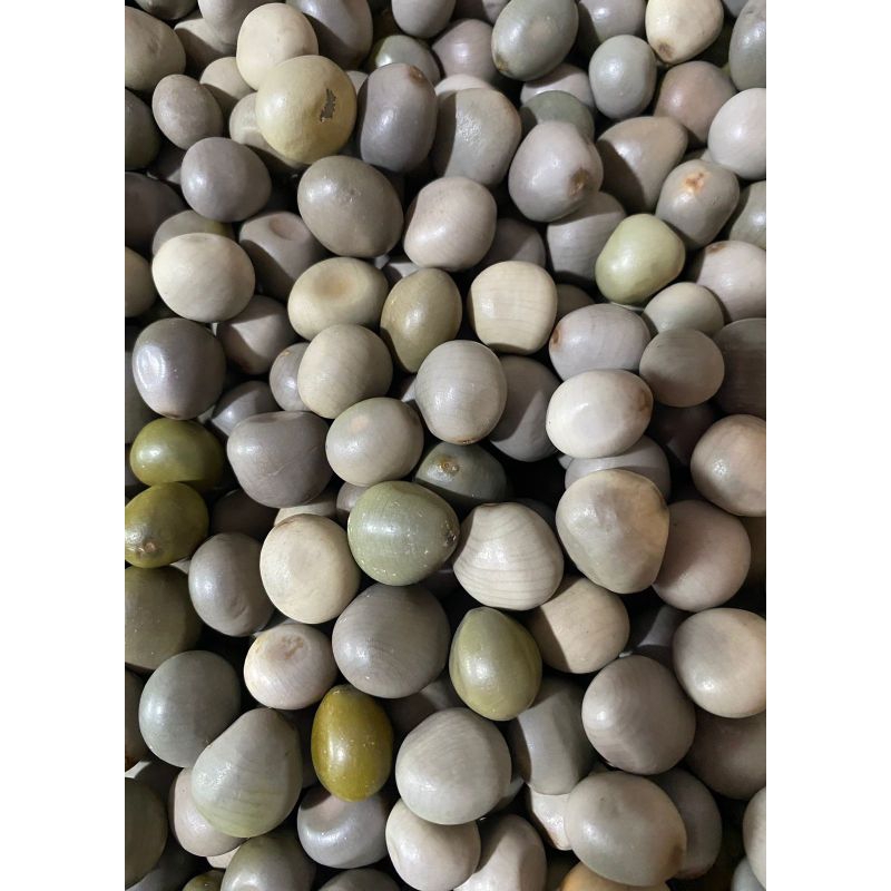 

Biji kalaloyang 500 gr, kabiul, gorek, paring betung