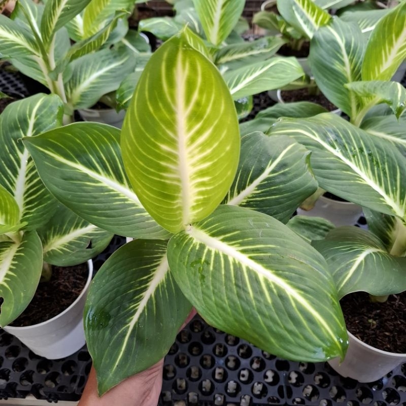 aglonema / diven gurita