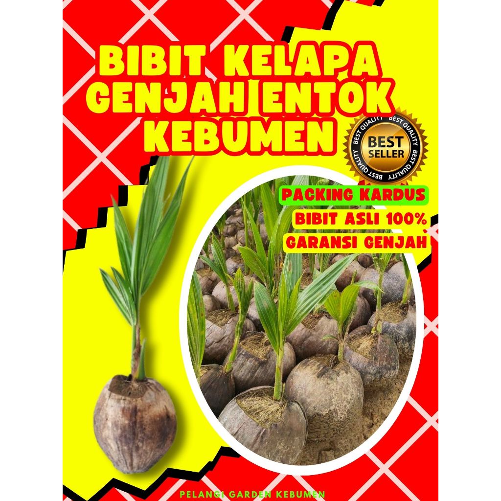 3 TAHUN BUAH..  Bibit Kelapa Genjah Entok Kebumen, Bibit Kelapa Genjah Entok Anakan, Bibit Kelapa Ge