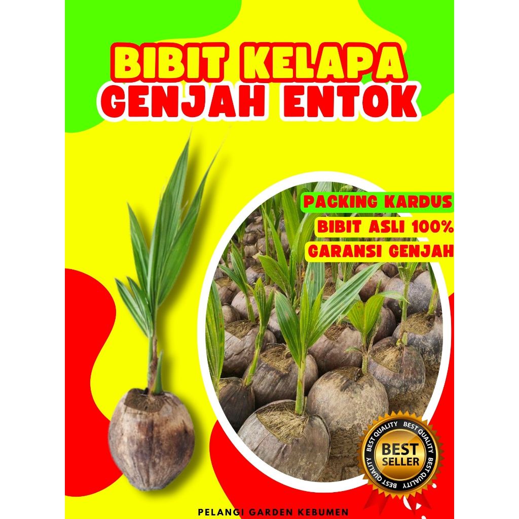 BIBIT UNGGUL.. Bibit Kelapa Hibrida Hijau Pendek, Bibit Kelapa Hibrida, Bibit Kelapa Hibrida Bersert
