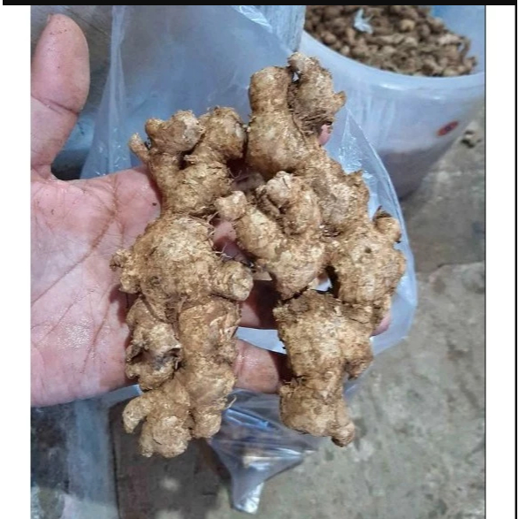 

Jahe Emprit Cuci Super 1kg / Jahe Emprit / Jahe Emprit Lokal / Jahe Lokal Emprit Segar / Fresh Local Emprit Ginger