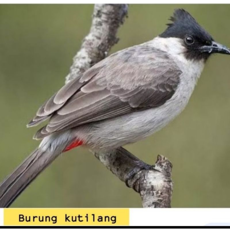 Kutilang jumbo Jantan sehat mulus