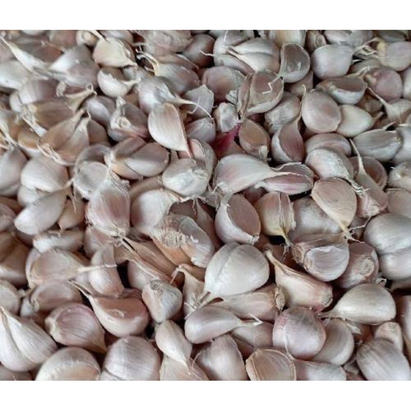 

bawang putih kating