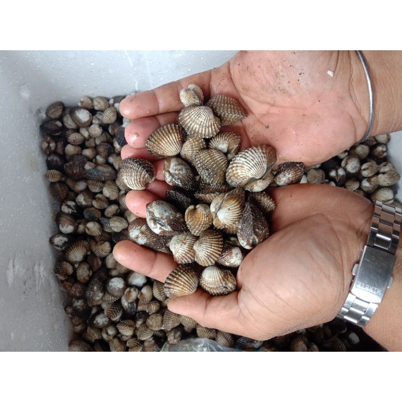 

Kerang darah / kukur fresh