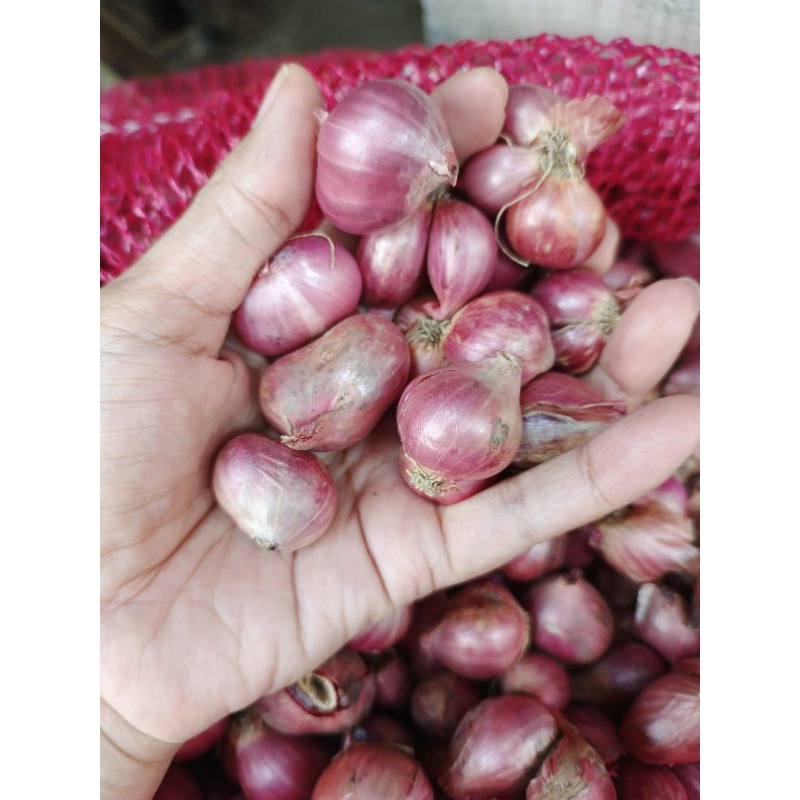 

BAWANG MERAH SULAWESI kemasan 1kg