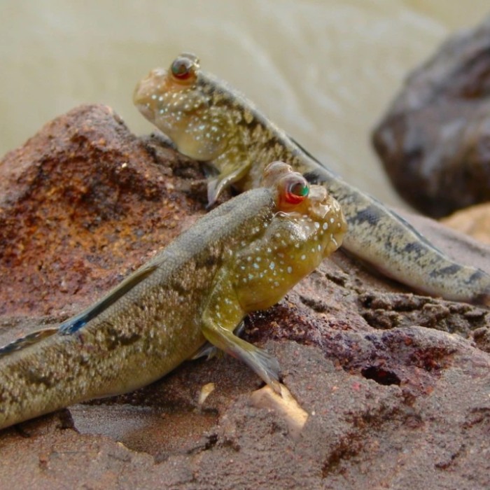 Ikan Glodok - Ikan Mudskipper - Ikan Tembakul