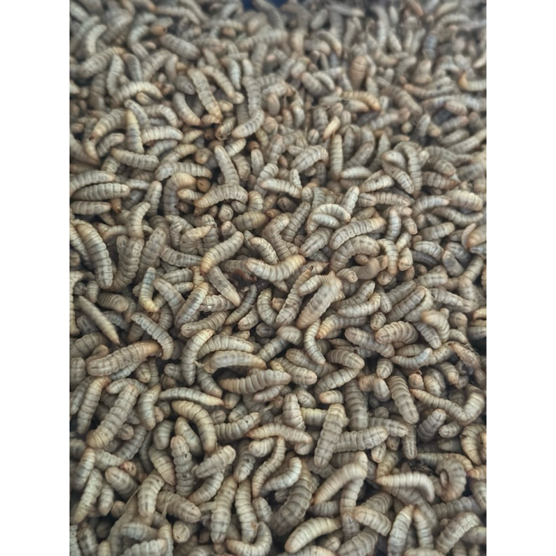 magot maggot BSF dewasa hidup 500gr
