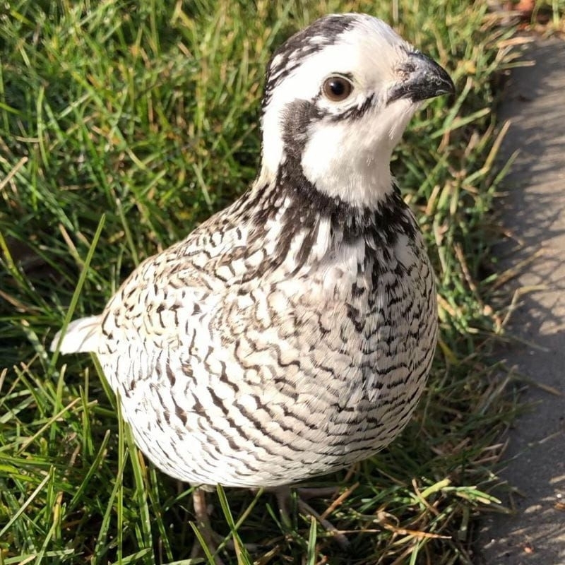 Burung Puyuh Hias Snowflake Bobwhite Import USA Jantan