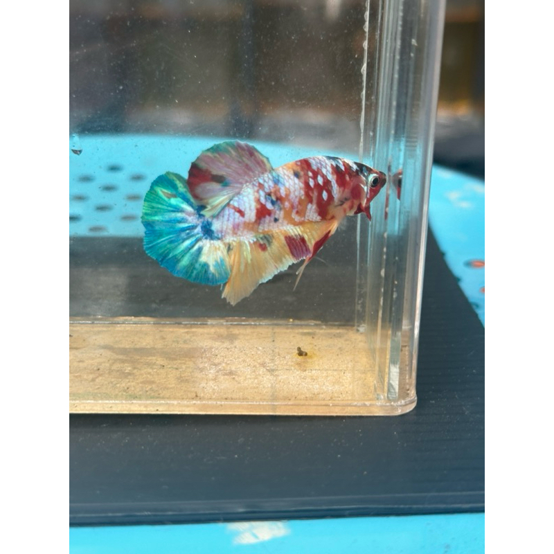 Male YellowBase Multicolor kode MCL-08 - hiasan aquarium