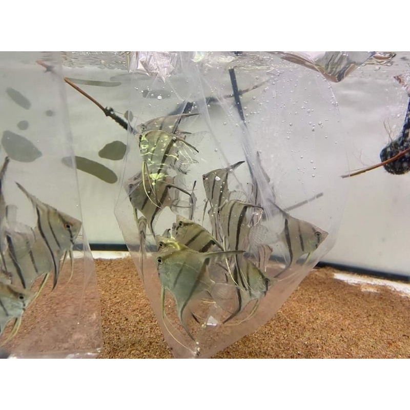 manfish ikan layang layang altum