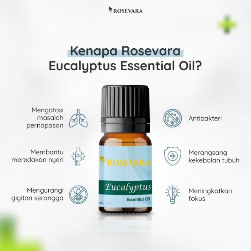 Esensial Oil Eucalyptus / Rosevara Eucalyptus / Aromaterapi Eucalyptus