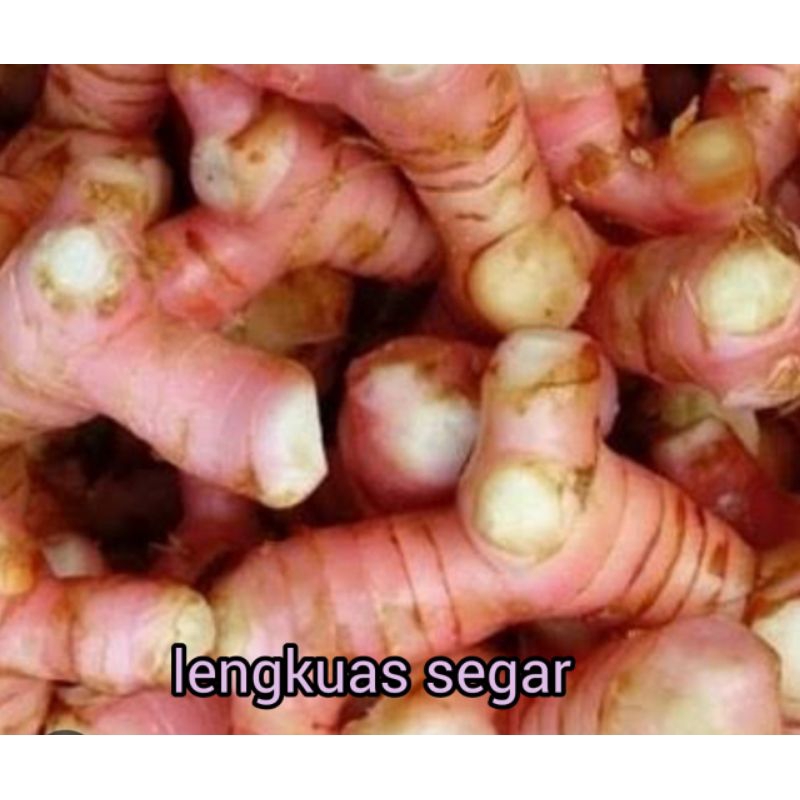 

LENGKUAS SEGAR RP 4.000 / 250 GRAM