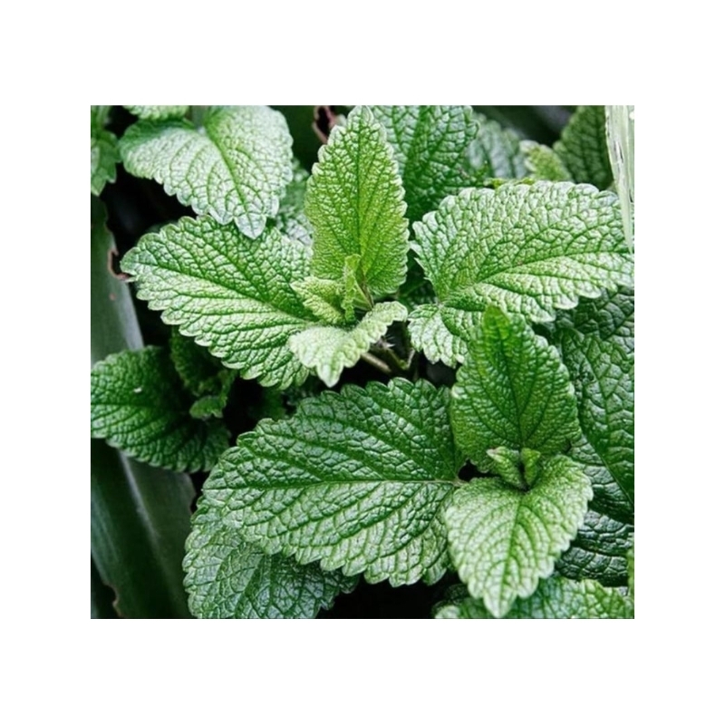 

DAUN MINT ORGANIK & FRESH 250gr