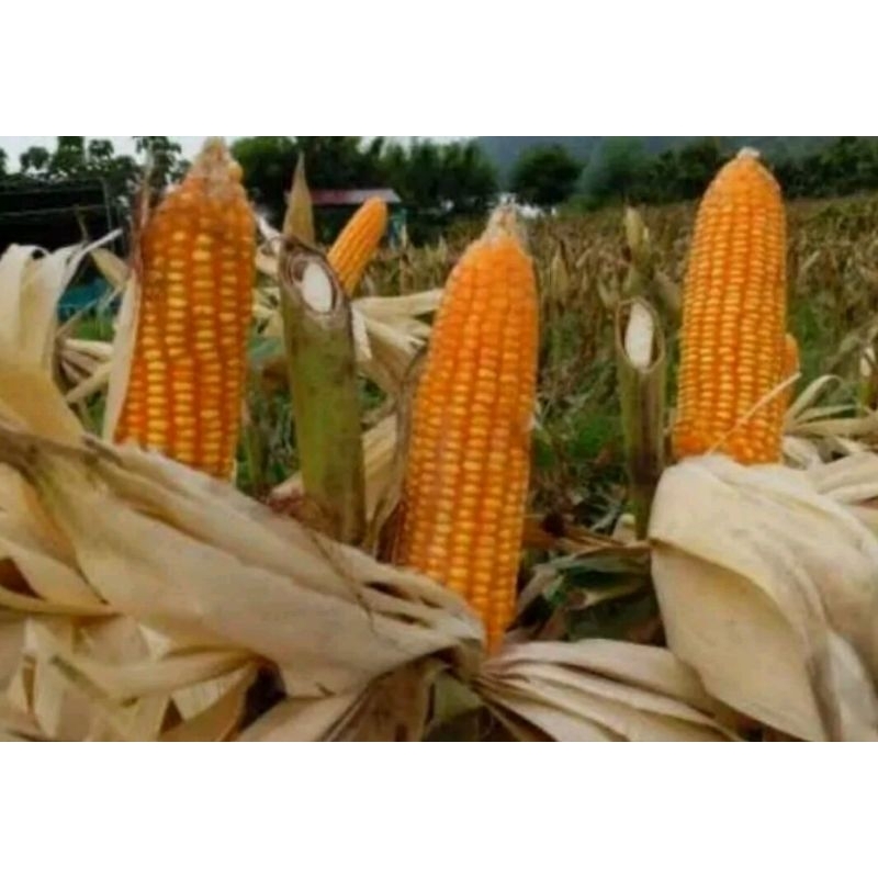 BENIH JAGUNG SUMO 1KG