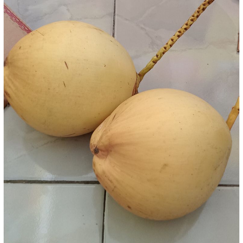 

kelapa muda/cengkirr buat acara adat