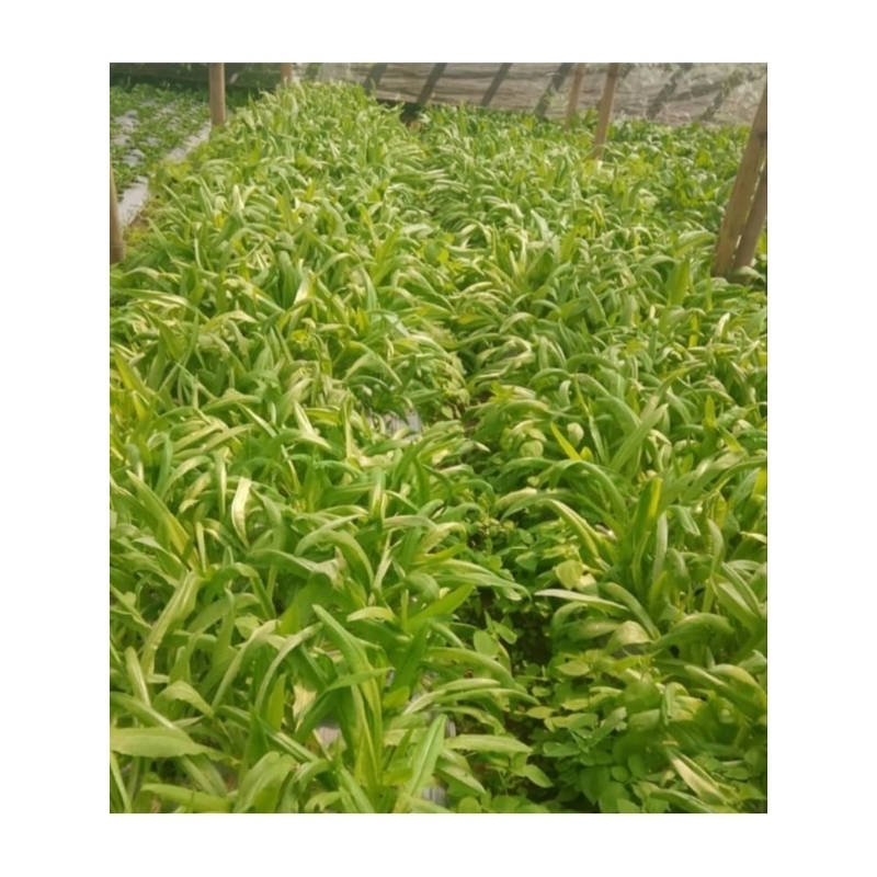 

Siomak Organik Segar