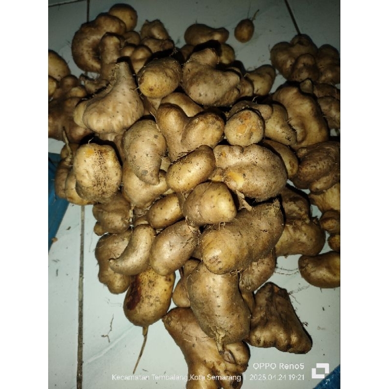

Gembili Ketan Lereng Muria