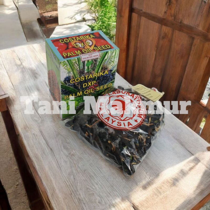 Bibit Sawit Unggul COSTARIKA berkualitas