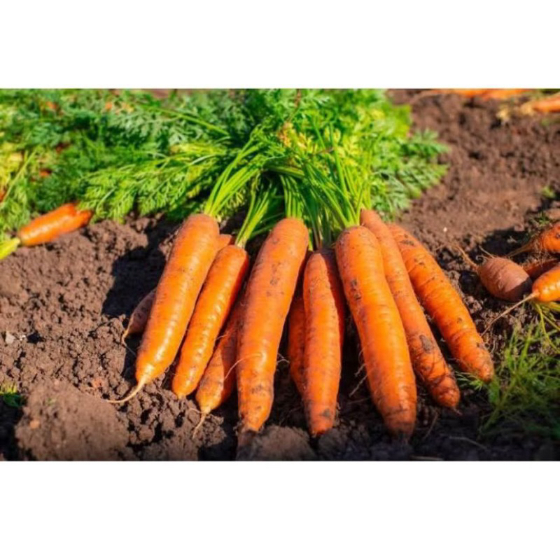 

PROMO!! 2 Kg Wortel Sayur Baru Panen Dari Kebun - Termurah