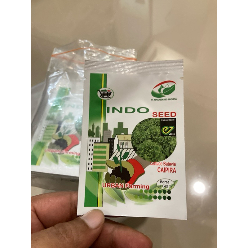 Benih Selada Hijau Enza zaden Caipira Naked Seed 1gr Original