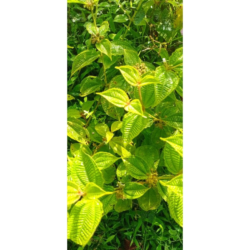 

daun harendong bulu 1 kg