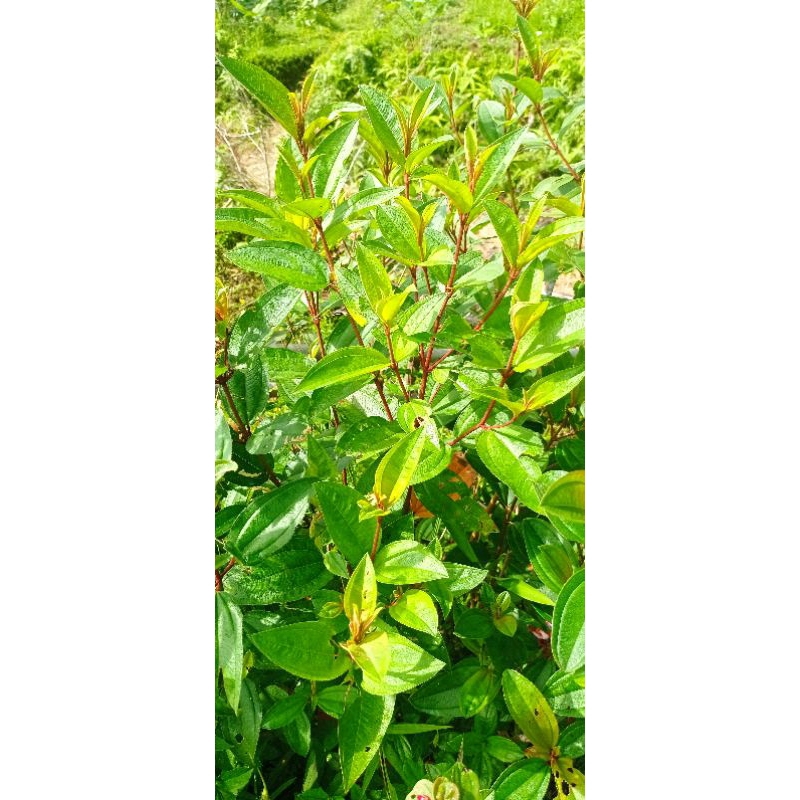 

daun harendong gunung 1 kg