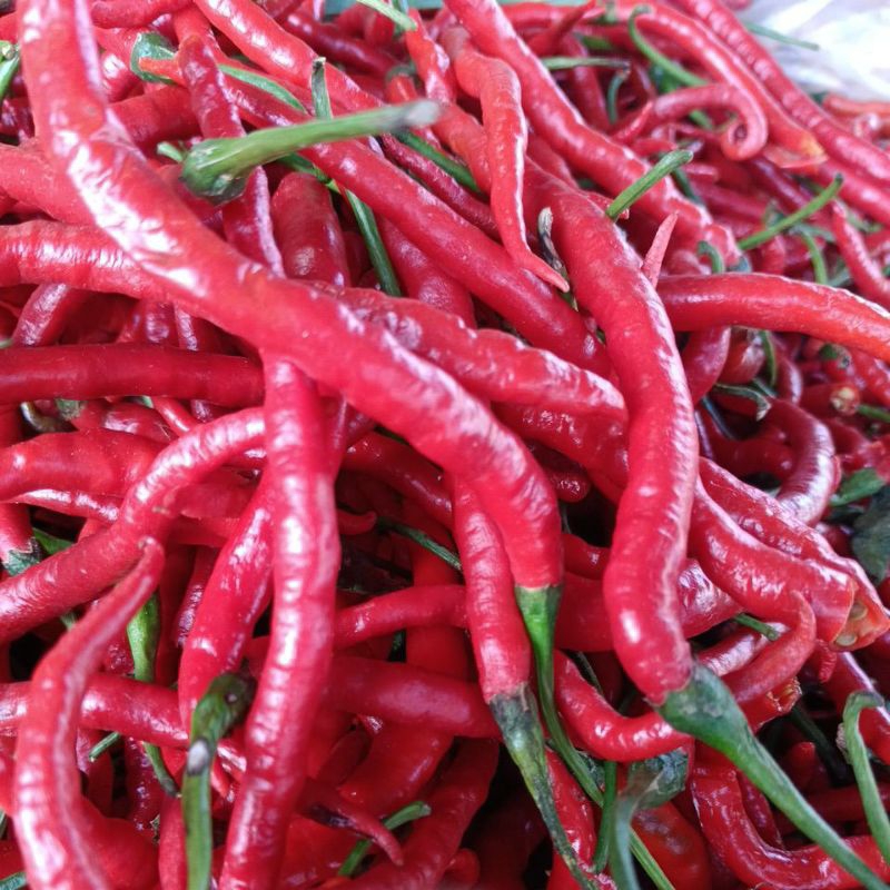 

CABE/CABAI/CHILLI MERAH, HIJAU, CAPLAK/SETAN, RAWIT/KECIL, PAPRIKA