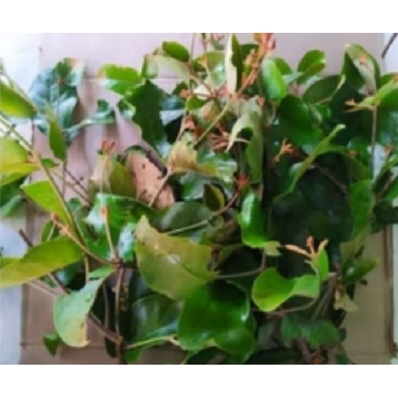 

BENALU FRESH 500 GRAM OBAT HERBAL