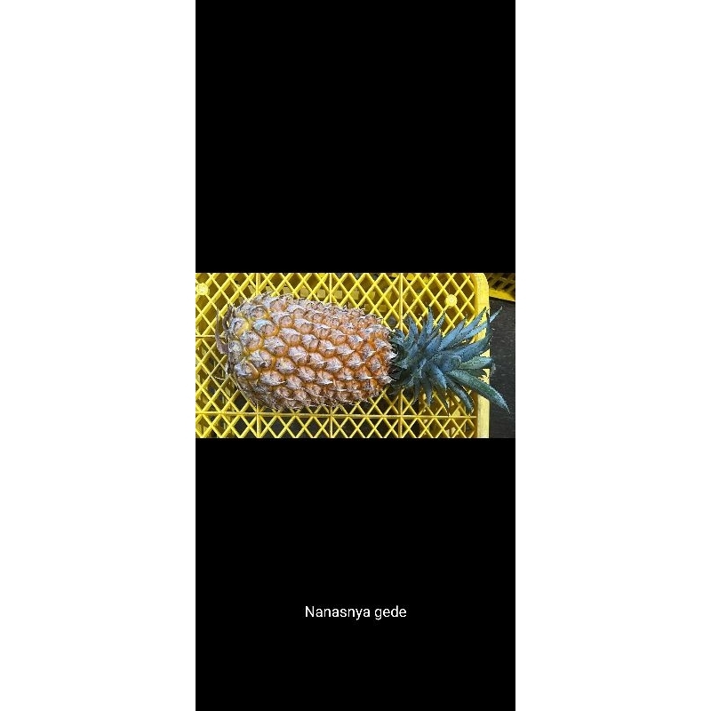 

nanas madu malang manis